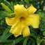 Hemerocallis Hillsdale